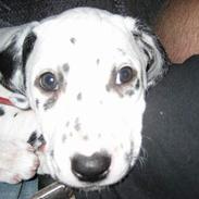 Dalmatiner Liva