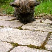 Cairn terrier Oscar