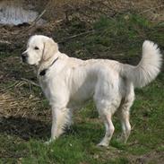 Golden retriever Mirco