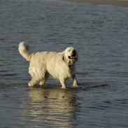 Golden retriever Mirco