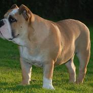 Engelsk bulldog Pedro