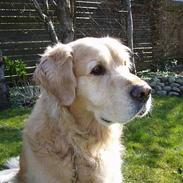 Golden retriever Basse