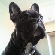 Fransk bulldog Oscar