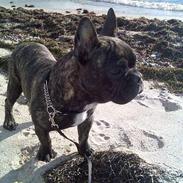 Fransk bulldog Oscar