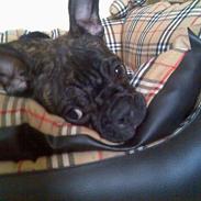 Fransk bulldog Oscar