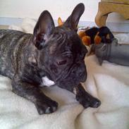 Fransk bulldog Oscar