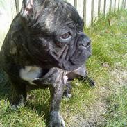 Fransk bulldog Oscar