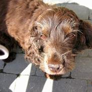 Cocker spaniel Coco