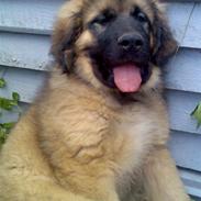 Leonberger Walther *RIP 2018*