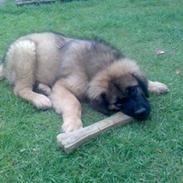 Leonberger Walther *RIP 2018*