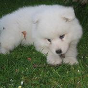 Samojedhund dina