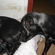 Blanding af racer Basse