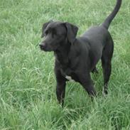 Blanding af racer Basse