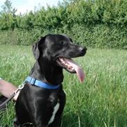 Blanding af racer Basse