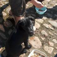 Blanding af racer Basse