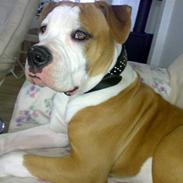 Amerikansk bulldog - ABO's Kenzo