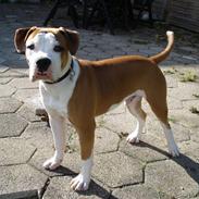 Amerikansk bulldog - ABO's Kenzo