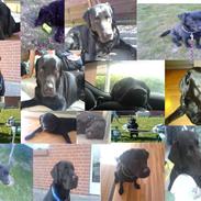 Labrador retriever Zaggo 