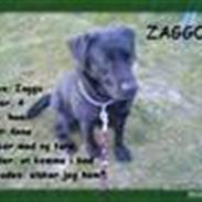 Labrador retriever Zaggo 