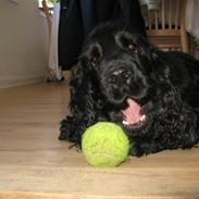 Cocker spaniel Balder