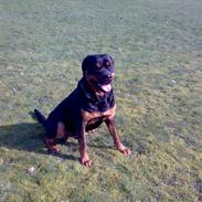 Rottweiler Kingzo