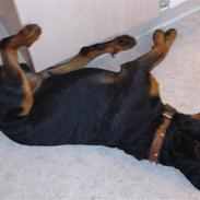 Rottweiler Kingzo