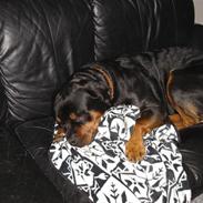 Rottweiler Kingzo