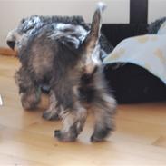 Dvaergschnauzer Olfert