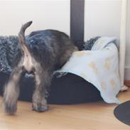 Dvaergschnauzer Olfert