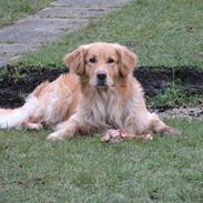 Golden retriever Rico