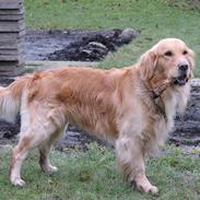 Golden retriever Rico