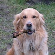 Golden retriever Rico