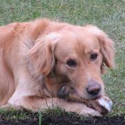 Golden retriever Rico