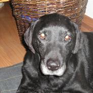 Labrador retriever bella <3<3død£>£> tud tud