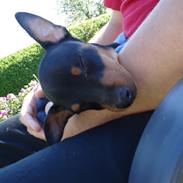 Dvaergpinscher spike