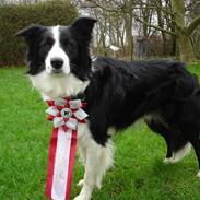 Border collie Smedegården`s Skyline 