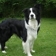 Border collie Smedegården`s Skyline 