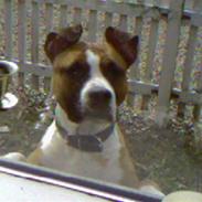 Amerikansk staffordshire terrier Tyson