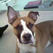 Amerikansk staffordshire terrier Tyson