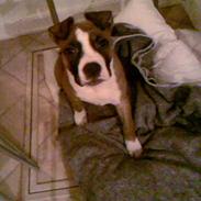 Amerikansk staffordshire terrier Tyson