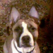 Amerikansk staffordshire terrier Tyson