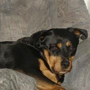 Rottweiler Sille