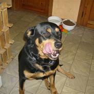 Rottweiler Sille