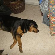 Rottweiler Sille