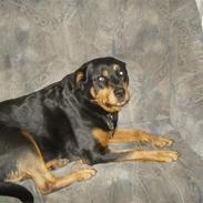 Rottweiler Sille 