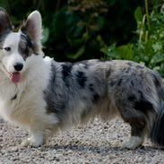 Welsh corgi cardigan Snuggi
