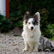 Welsh corgi cardigan Snuggi