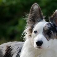 Welsh corgi cardigan Snuggi