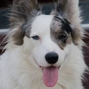 Welsh corgi cardigan Snuggi