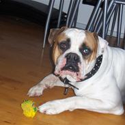 Amerikansk bulldog Morell's Aiko